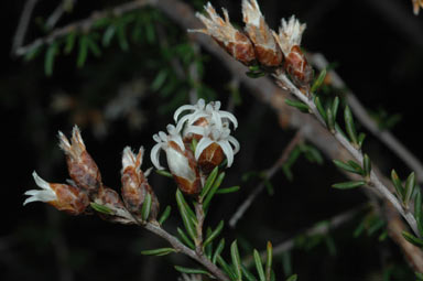 APII jpeg image of Cryptandra speciosa subsp. speciosa  © contact APII