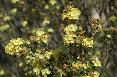 APII jpeg image of Phebalium glandulosum subsp. macrocalyx  © contact APII