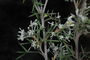 APII jpeg image of Grevillea sp. nov.  © contact APII