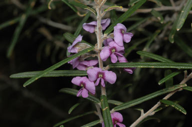 APII jpeg image of Hovea rosmarinifolia  © contact APII