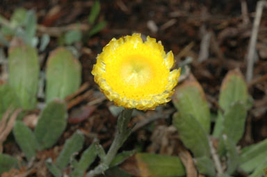 APII jpeg image of Xerochrysum subundulatum  © contact APII