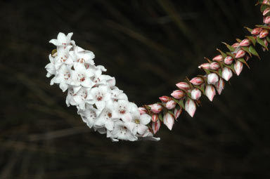 APII jpeg image of Epacris gunnii  © contact APII