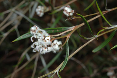 APII jpeg image of Grevillea umbellulata  © contact APII