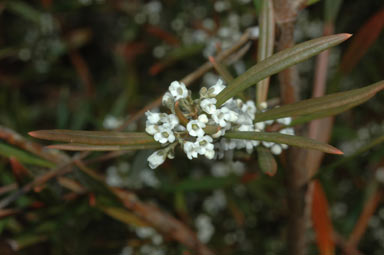 APII jpeg image of Logania albiflora  © contact APII