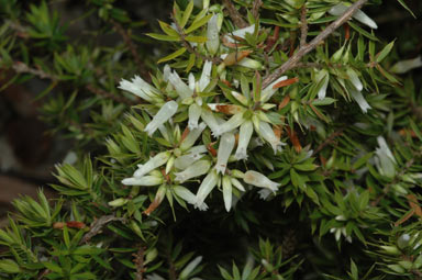 APII jpeg image of Leucopogon juniperinus  © contact APII