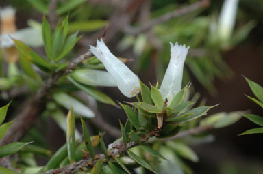 APII jpeg image of Leucopogon juniperinus  © contact APII