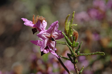 APII jpeg image of Thomasia grandiflora  © contact APII