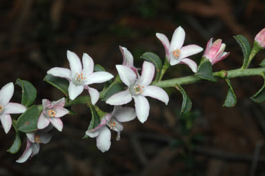 APII jpeg image of Philotheca buxifolia subsp. buxifolia  © contact APII