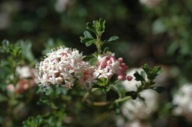 APII jpeg image of Pomaderris obcordata  © contact APII