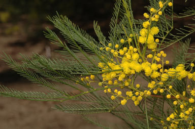 APII jpeg image of Acacia dangarensis  © contact APII