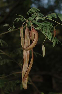 APII jpeg image of Acacia oshanesii  © contact APII