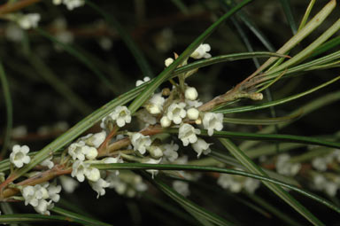 APII jpeg image of Logania albiflora  © contact APII