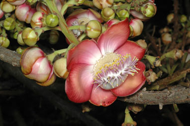 APII jpeg image of Couroupita guianensis  © contact APII