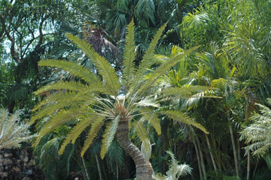 APII jpeg image of Cycas canalis  © contact APII