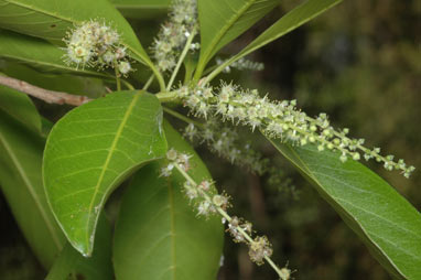 APII jpeg image of Terminalia microcarpa  © contact APII