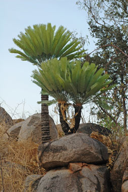 APII jpeg image of Cycas conferta  © contact APII