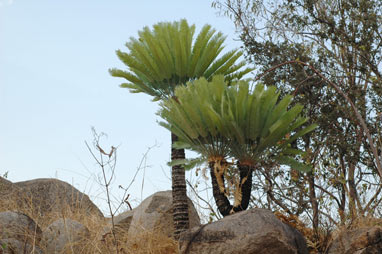 APII jpeg image of Cycas conferta  © contact APII