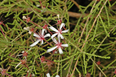 APII jpeg image of Calytrix exstipulata  © contact APII