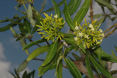 APII jpeg image of Alstonia actinophylla  © contact APII