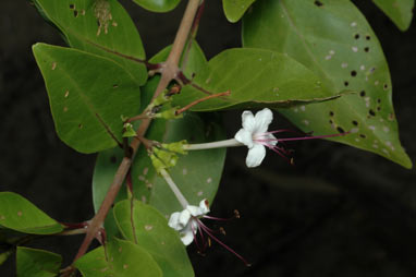 APII jpeg image of Clerodendrum inerme  © contact APII