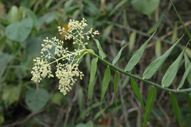 APII jpeg image of Flagellaria indica  © contact APII