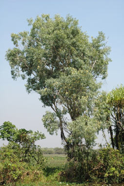 APII jpeg image of Melaleuca cajuputi subsp. cajuputi  © contact APII