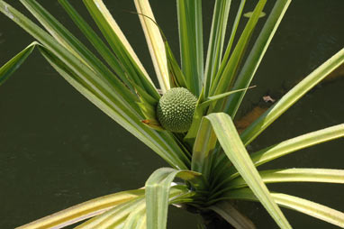 APII jpeg image of Pandanus aquaticus  © contact APII