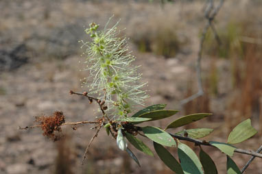 APII jpeg image of Melaleuca viridiflora  © contact APII