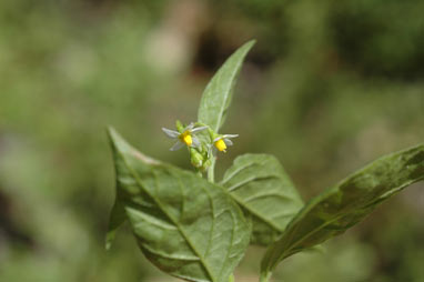 APII jpeg image of Solanum americanum  © contact APII