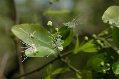 APII jpeg image of Capparis sepiaria  © contact APII