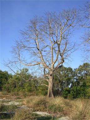 APII jpeg image of Bombax ceiba  © contact APII