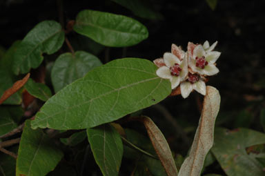 APII jpeg image of Lasiopetalum macrophyllum  © contact APII