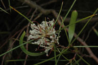 Hakea trifurcata