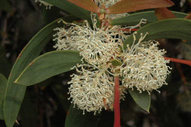 APII jpeg image of Hakea nitida  © contact APII