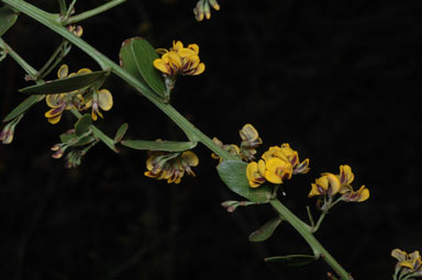 APII jpeg image of Daviesia elliptica  © contact APII