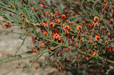 APII jpeg image of Daviesia physodes  © contact APII