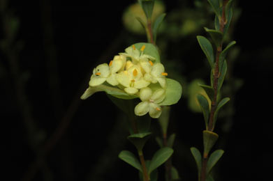 APII jpeg image of Pimelea flava subsp. flava  © contact APII