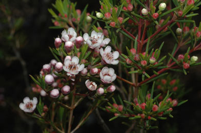 APII jpeg image of Chamelaucium floriferum 'Lady Jennifer'  © contact APII