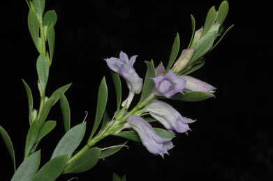 APII jpeg image of Eremophila christopheri  © contact APII