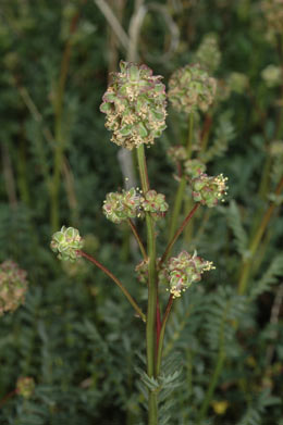 APII jpeg image of Sanguisorba minor subsp. muricata  © contact APII