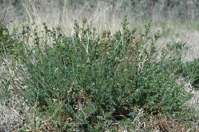 APII jpeg image of Sanguisorba minor subsp. muricata  © contact APII