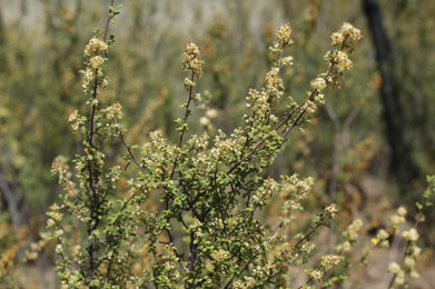 APII jpeg image of Pomaderris angustifolia  © contact APII