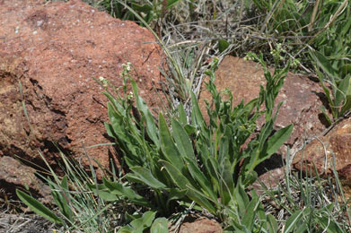 APII jpeg image of Cynoglossum suaveolens  © contact APII