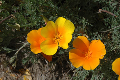 APII jpeg image of Eschscholzia californica  © contact APII