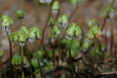 APII jpeg image of Asterella drummondii  © contact APII