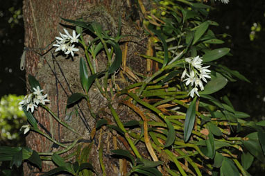 APII jpeg image of Dendrobium falcorostrum  © contact APII