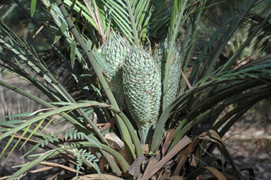 APII jpeg image of Macrozamia communis  © contact APII