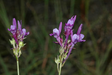 APII jpeg image of Linaria pelisseriana  © contact APII