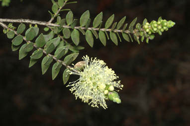 APII jpeg image of Melaleuca squarrosa  © contact APII