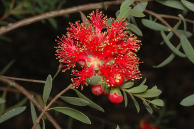 APII jpeg image of Melaleuca fulgens subsp. steedmanii  © contact APII